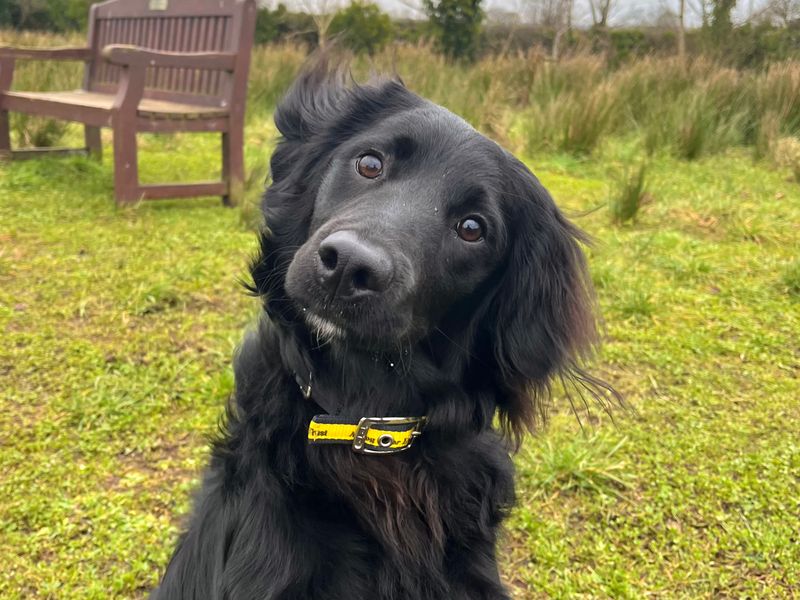 Cocker Spaniel for adoption in Ballymena, County Antrim – 7 months old - Image 3 of 3