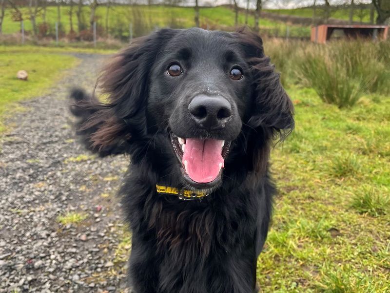 Cocker Spaniel for adoption in Ballymena, County Antrim – 7 months old - Image 2 of 3
