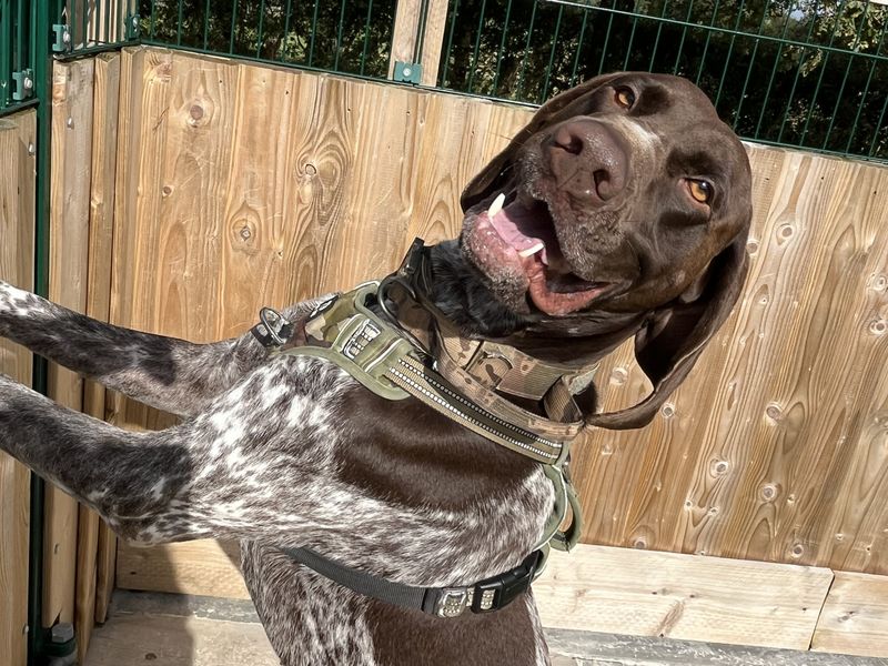 German Pointer for adoption in Ballymena, Co Antrim – 4 years old - Image 2 of 2