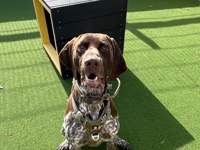 German Pointer for adoption in Ballymena, Co Antrim – 4 years old