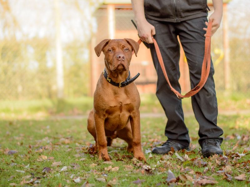 Colby, a Unknown old male Unknown available for adoption from Dogs Trust in Kenilworth, Warwickshire