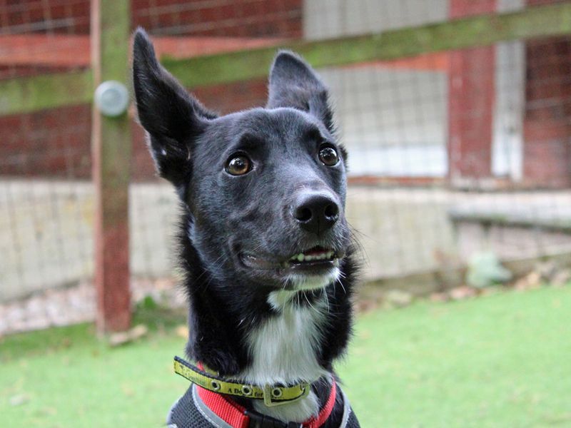 Border Collie for adoption in Liverpool, Merseyside – 7 months old - Image 4 of 4
