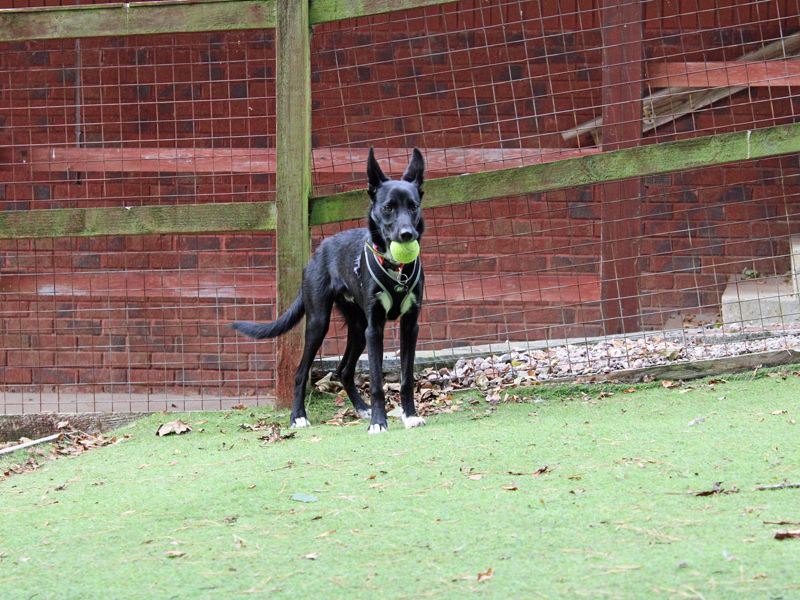 Border Collie for adoption in Liverpool, Merseyside – 7 months old - Image 3 of 4