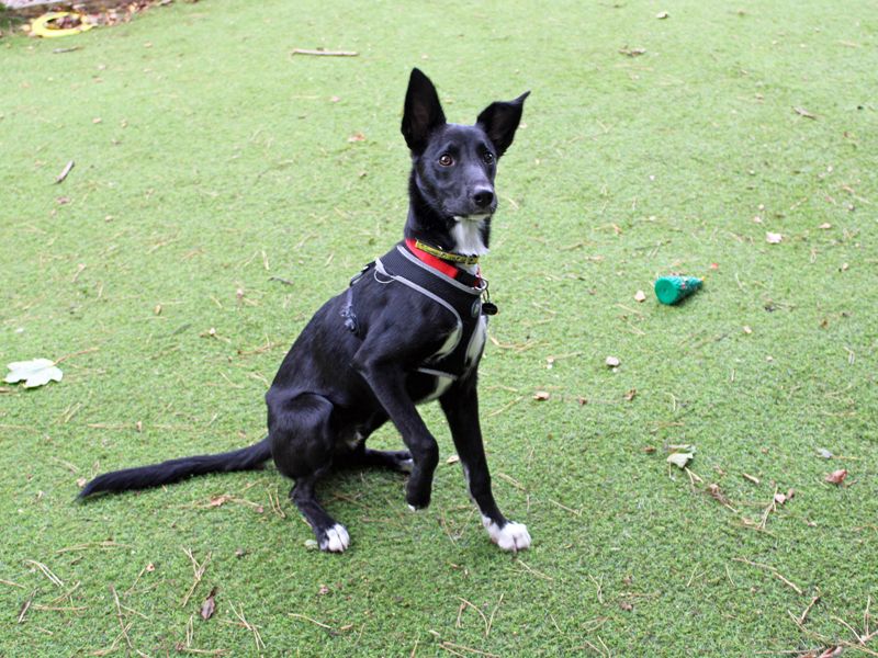 Border Collie for adoption in Liverpool, Merseyside – 7 months old