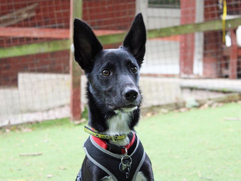 Charlie | Collie (Border) Cross | Merseyside (Liverpool) - 1