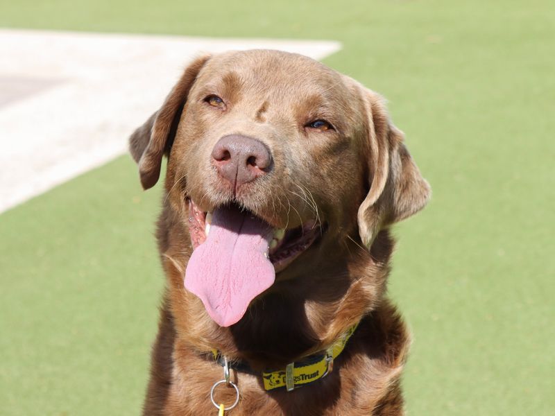 Chestnut | Retriever (Labrador) | Evesham (Worcestershire) - 1