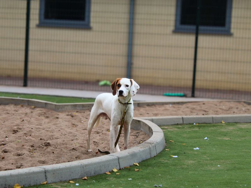 Beagle for adoption in Manchester, Greater Manchester – 2 years old - Image 3 of 4