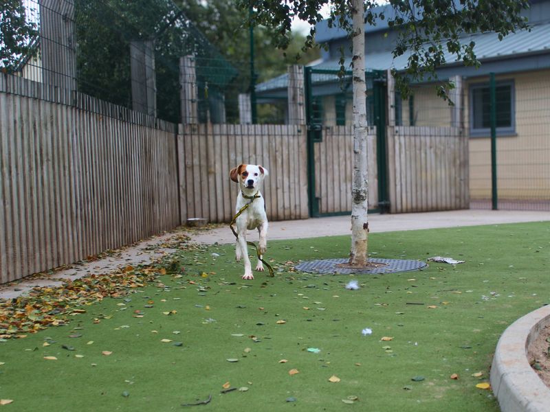 Beagle for adoption in Manchester, Greater Manchester – 2 years old