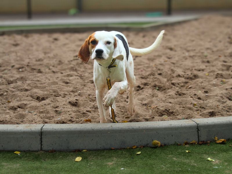 Beagle for adoption in Manchester, Greater Manchester – 2 years old - Image 4 of 4