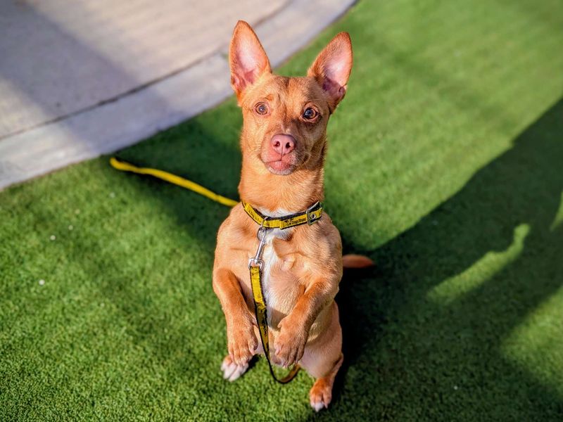 Chihuahua Dogs And Puppies For Adoption