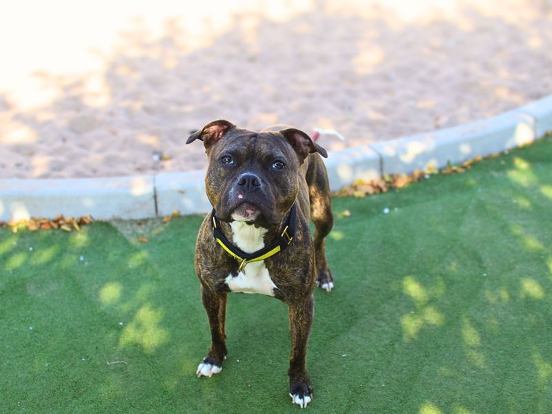 Staffordshire Bull Terrier for adoption in Manchester, Greater Manchester – 2 years old - Image 2 of 3