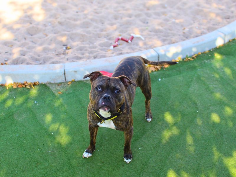 Staffordshire Bull Terrier for adoption in Manchester, Greater Manchester – 2 years old - Image 3 of 3
