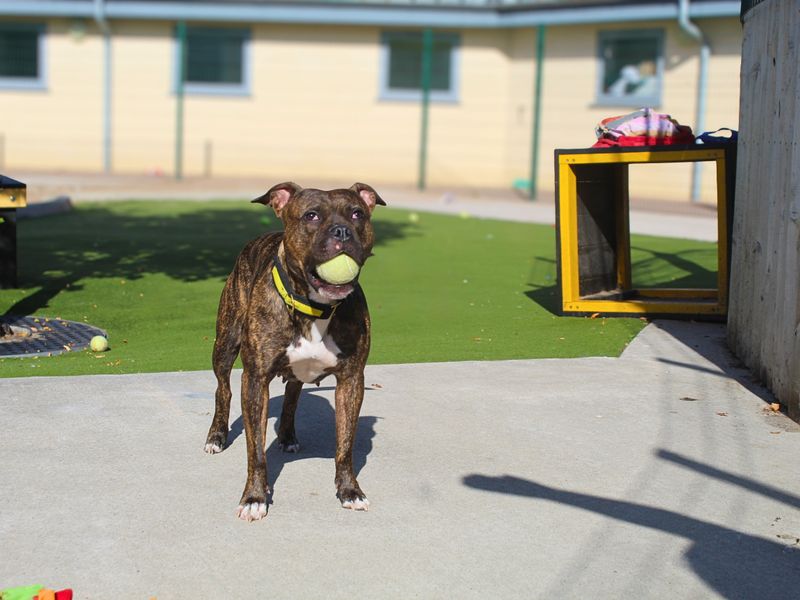 Tia | Terrier (Staffordshire Bull) | Manchester - 1