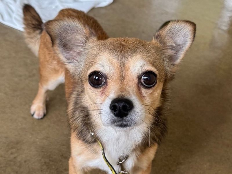 Blue | Terrier (Jack Russell) Cross | Basildon (Essex) - 1