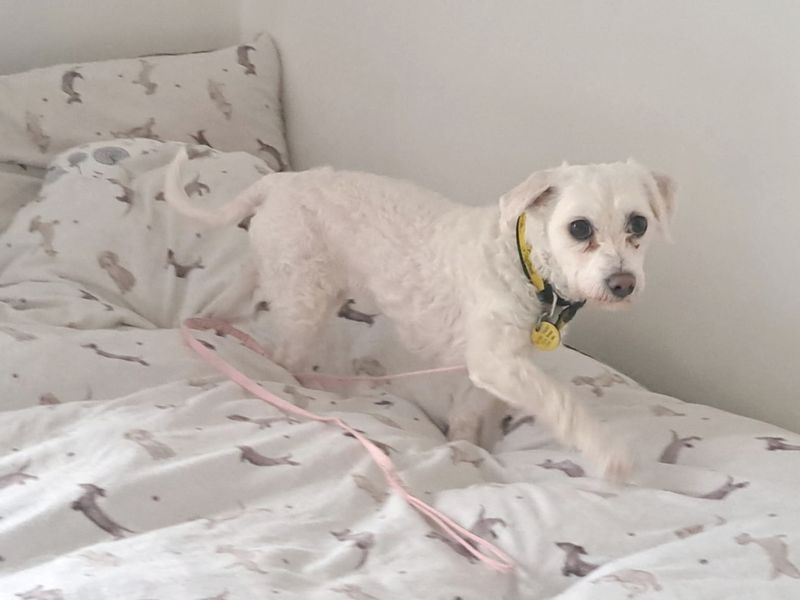 undefined | Maltese | undefined - 2