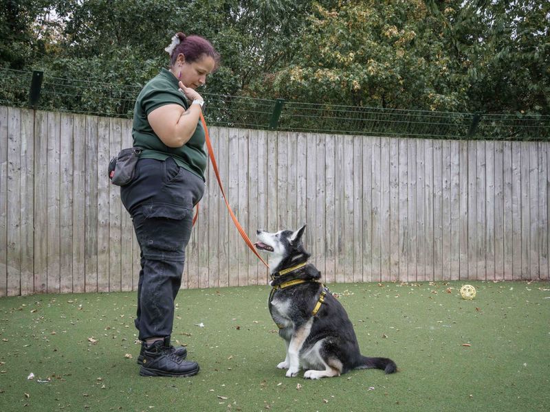 Siberian Husky for adoption in Wymeswold, Leicestershire – 11 years old - Image 6 of 6