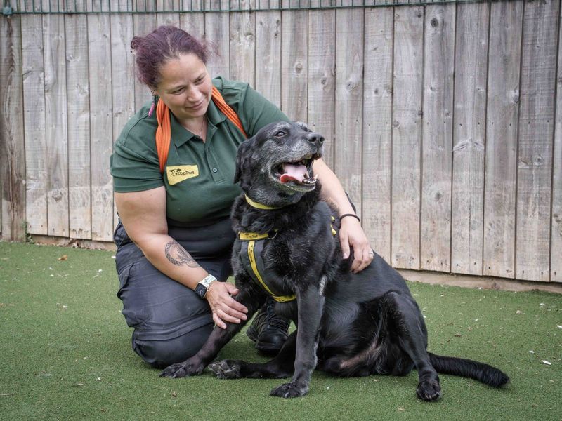 Siberian Husky for adoption in Wymeswold, Leicestershire – 11 years old