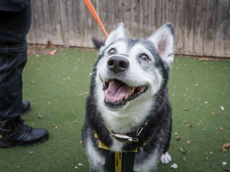 Siberian Husky for adoption in Wymeswold, Leicestershire – 11 years old - Image 2 of 6