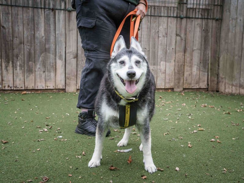Tommy | Retriever (Labrador) | Loughborough - 1