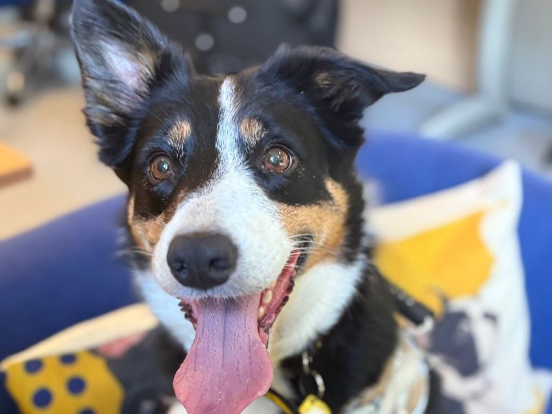 Border Collie for adoption in West Calder, West Lothian – 6 years old - Image 4 of 6