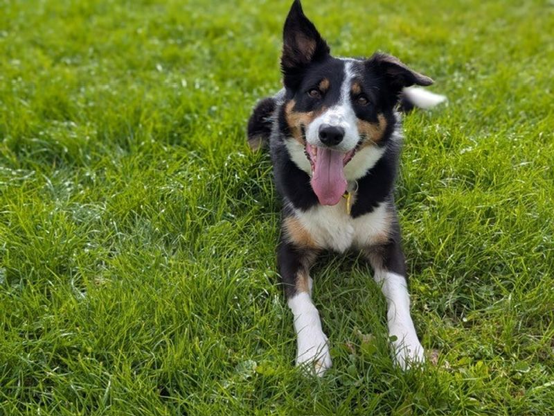 Border Collie for adoption in West Calder, West Lothian – 6 years old - Image 6 of 6