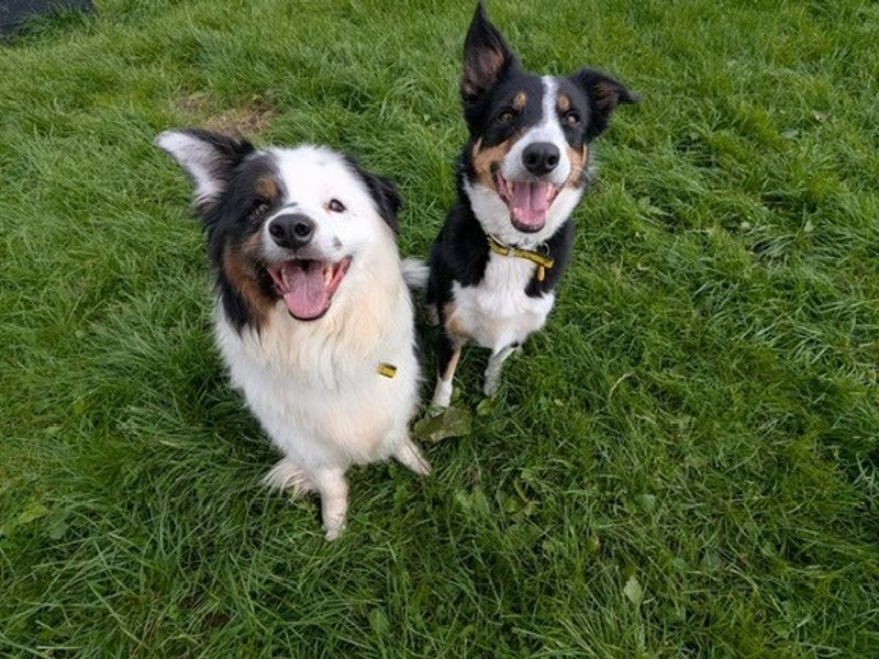 Border Collie for adoption in West Calder, West Lothian – 6 years old