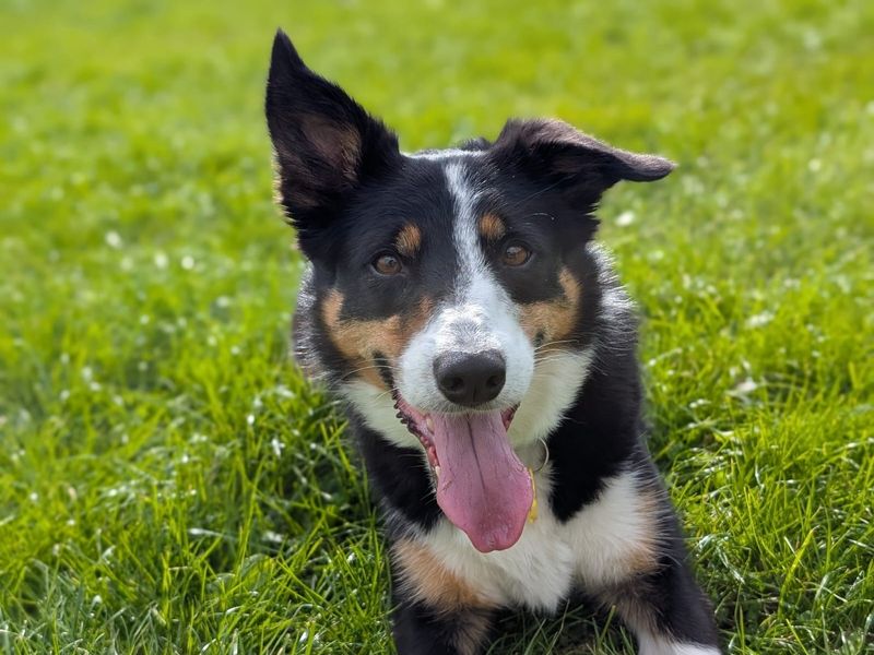 Border Collie for adoption in West Calder, West Lothian – 6 years old - Image 2 of 6