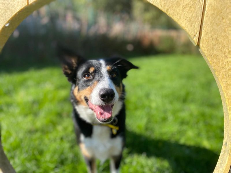 Border Collie for adoption in West Calder, West Lothian – 6 years old - Image 5 of 6