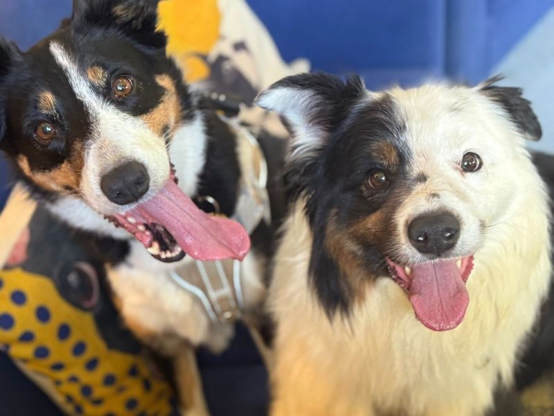 Border Collie for adoption in West Calder, West Lothian – 6 years old