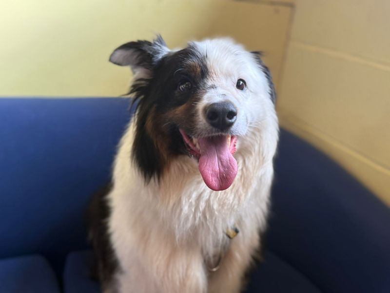 Border Collie for adoption in West Calder, West Lothian – 6 years old - Image 2 of 6