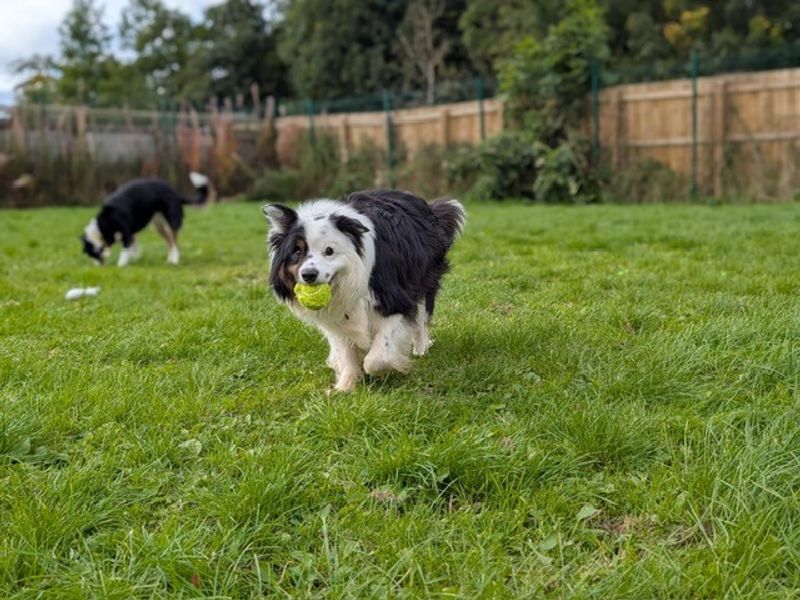 Border Collie for adoption in West Calder, West Lothian – 6 years old - Image 3 of 6