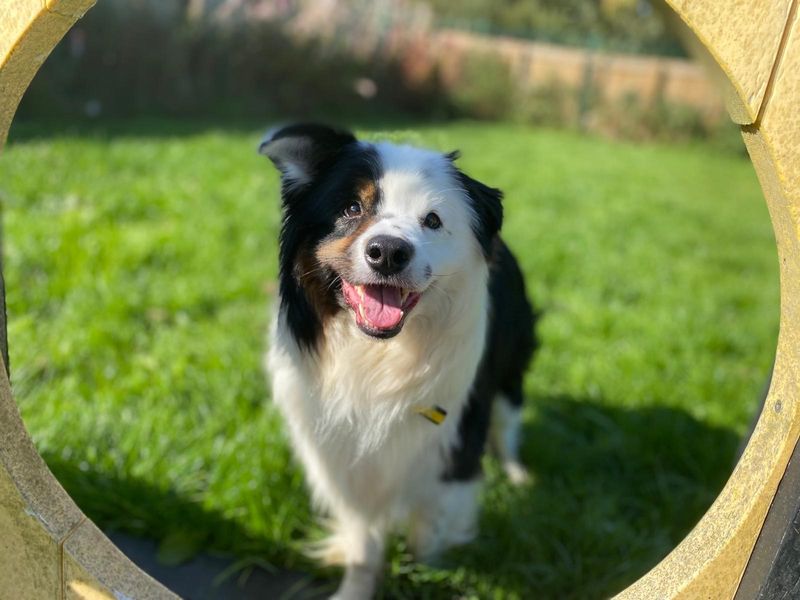 Border Collie for adoption in West Calder, West Lothian – 6 years old - Image 5 of 6