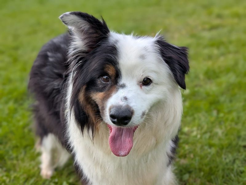 Border Collie for adoption in West Calder, West Lothian – 6 years old - Image 6 of 6