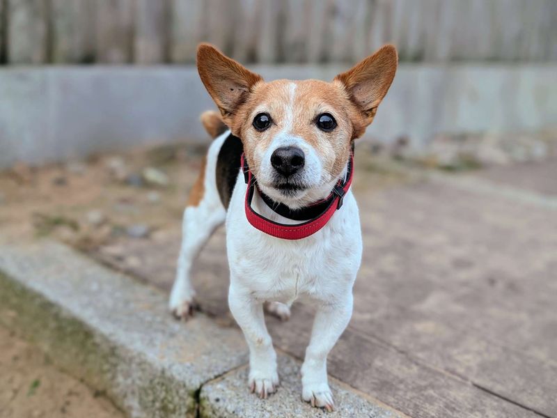Jack Russell Terrier for adoption in Cardiff, Glamorgan – 12 years old - Image 6 of 7