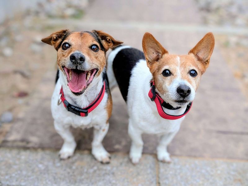 Jack Russell Terrier for adoption in Cardiff, Glamorgan – 12 years old - Image 2 of 7