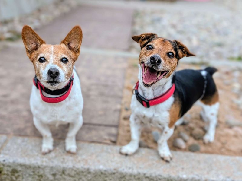 Jack Russell Terrier for adoption in Cardiff, Glamorgan – 12 years old - Image 3 of 7