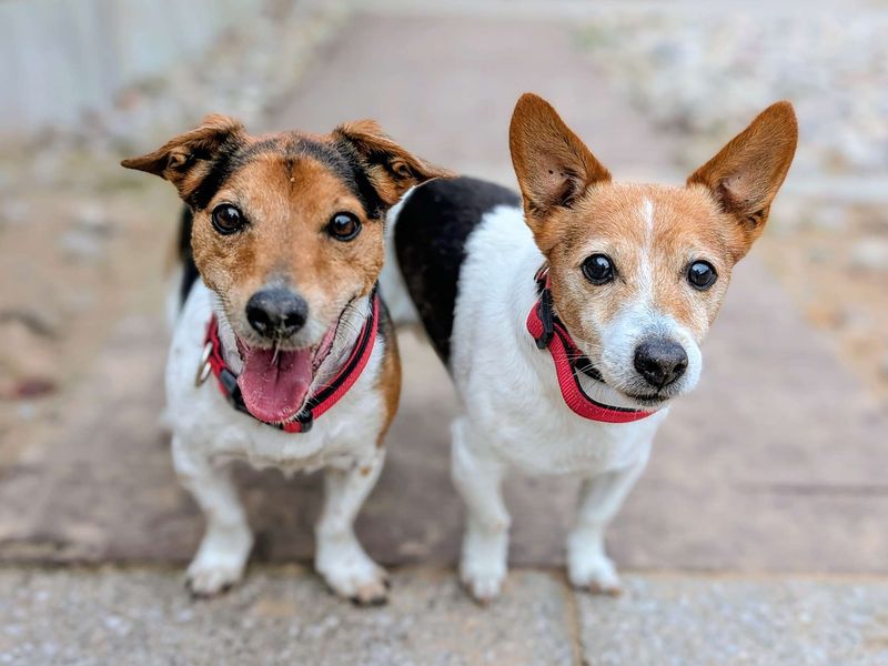 Jack Russell Terrier for adoption in Cardiff, Glamorgan – 12 years old - Image 7 of 7