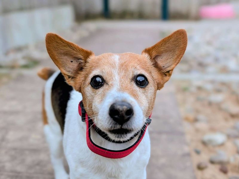 Jack Russell Terrier for adoption in Cardiff, Glamorgan – 12 years old - Image 5 of 7