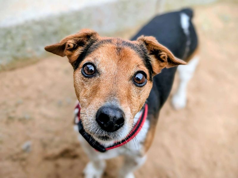 Jack Russell Terrier for adoption in Cardiff, Glamorgan – 12 years old