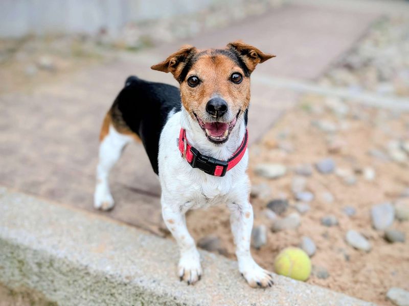 Jack Russell Terrier for adoption in Cardiff, Glamorgan – 12 years old - Image 4 of 7