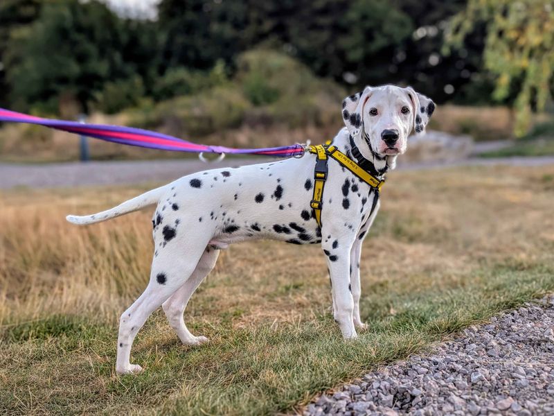 Pongo | Dalmatian | Cardiff - 1