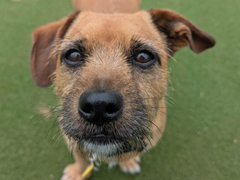Marley | Terrier (Jack Russell) Cross | Evesham (Worcestershire) - 1