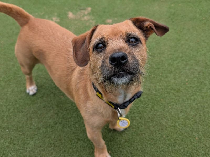 Jack Russell Terrier for adoption in Evesham, Worcestershire – 4 years old - Image 4 of 4