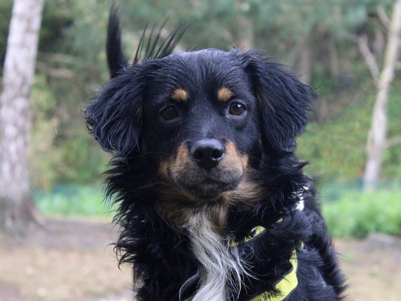 Cocker Spaniel for adoption in Liverpool, Merseyside – 2 years old