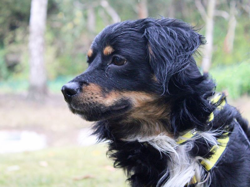Cocker Spaniel for adoption in Liverpool, Merseyside – 2 years old - Image 4 of 4