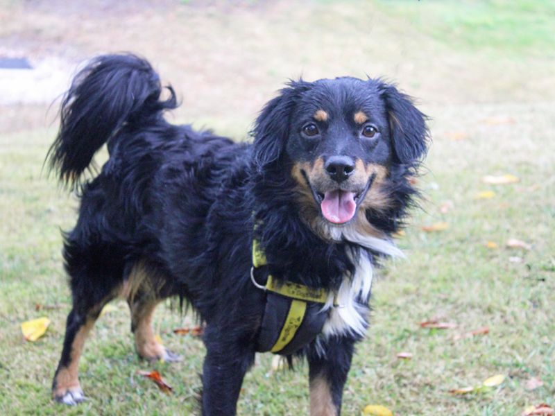 Cocker Spaniel for adoption in Liverpool, Merseyside – 2 years old - Image 2 of 4