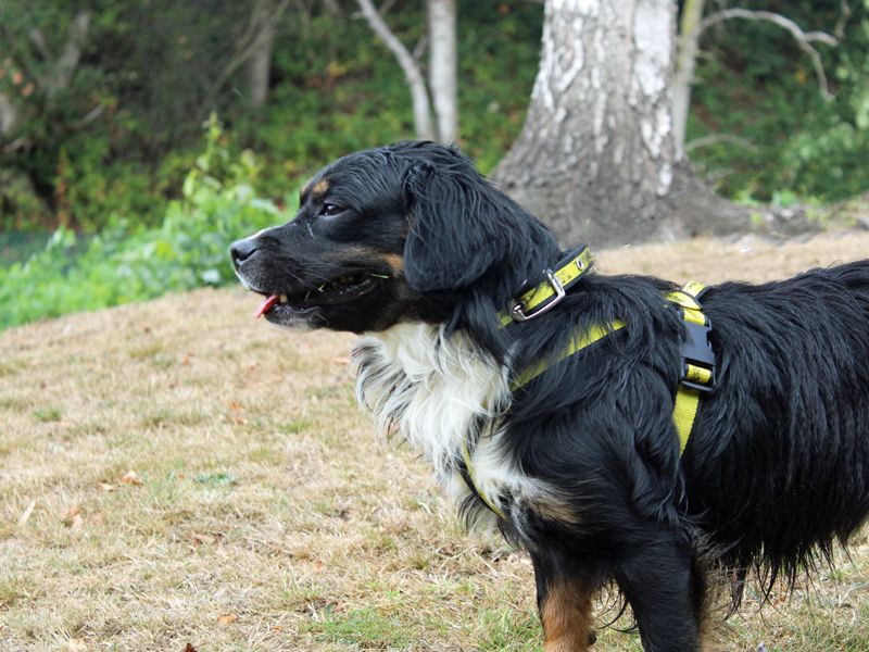 Cocker Spaniel for adoption in Liverpool, Merseyside – 1 year old