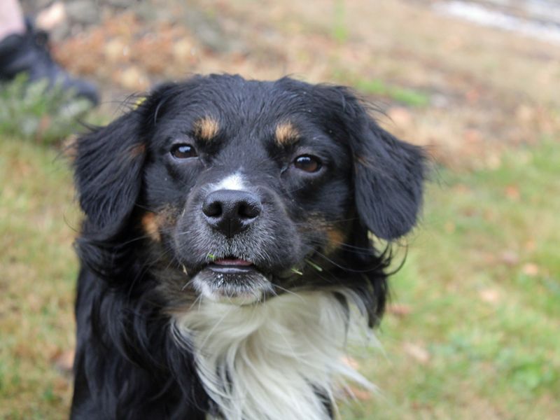 Border Collie for adoption in Liverpool, Merseyside – 1 year old - Image 2 of 3