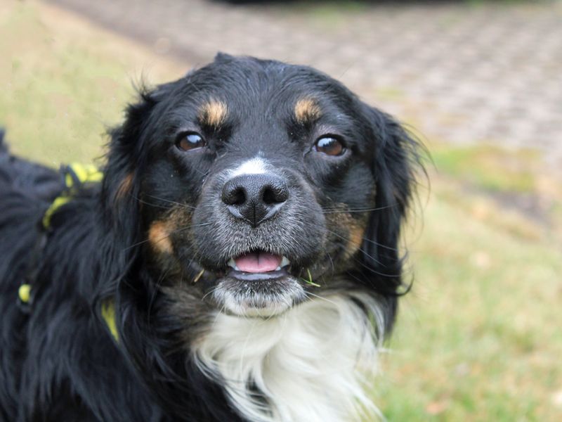 Border Collie for adoption in Liverpool, Merseyside – 1 year old - Image 3 of 3