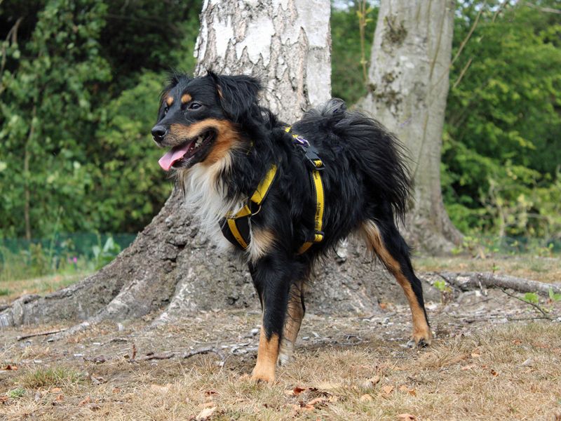 Cocker Spaniel for adoption in Liverpool, Merseyside – 1 year old